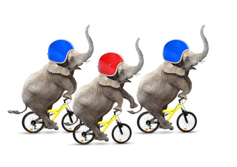 Bicycle race. Three elephants have a fun.