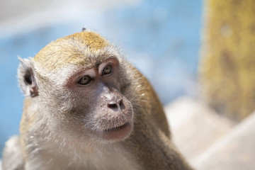Macaque Monkey Closeup