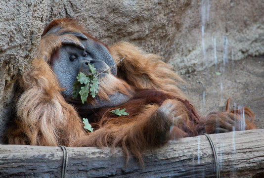 alter Oran Utan