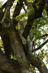 Fototapeta na wymiar Leopard ruht im Baum