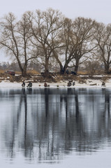 people are engaged in fishing on the river ice in the early spri