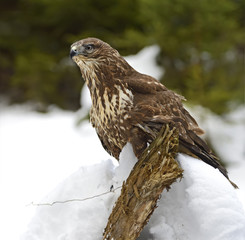Buzzard