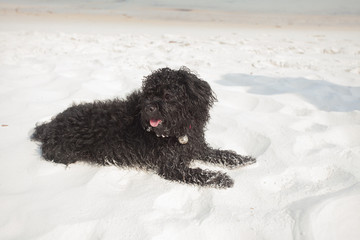 beach dog, happy black shihtzu puppy on the white sand beach