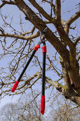 secateur hang on dry tree branch on sky background