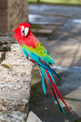 ara perroquet © jdam3110