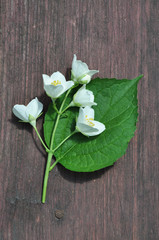 Obraz na płótnie Canvas Bouquet of white Phyladelphus flowers