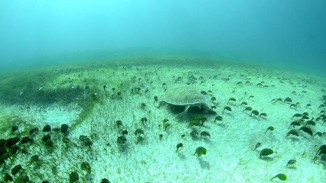 Green turtle