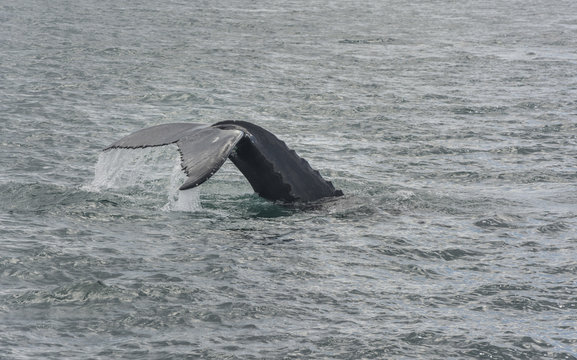Humpback Whale diving. Megaptera novaeangliae