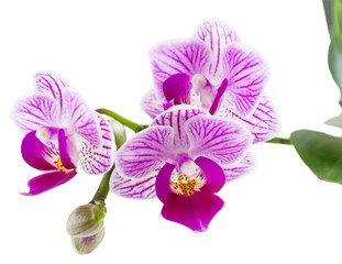 Fototapeta na wymiar Beautiful pink orchid.