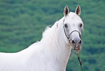 portrait of white purebred arabian stallion