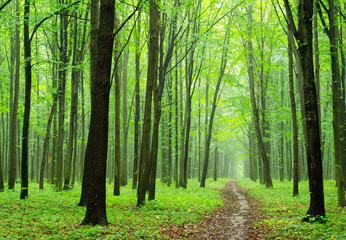 green forest