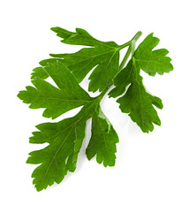 Parsley herb isolated on white background.