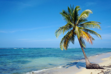 Fototapeta na wymiar Kokosowe drzewo na karaibskiej plaży piaszczystej