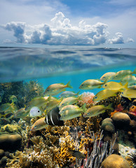 Split view underwater coral reef and cloud