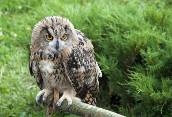 European eagle owl