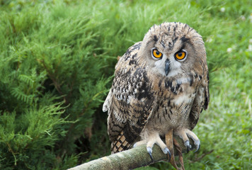 European eagle owl