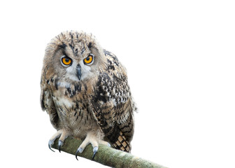 European eagle owl