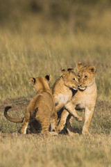 African lion cubs