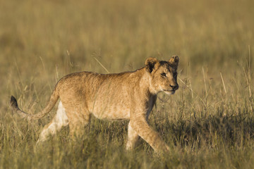 African lion cub