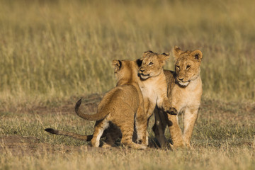 Obraz na płótnie Canvas African lion cubs