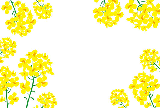 春の訪れの黄色い菜の花のフレーム