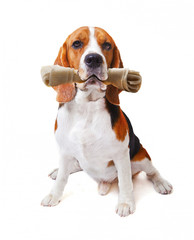 face of beagle dog with rawhide bone in his mouth isolated white
