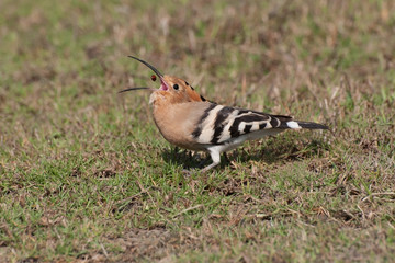 Common hoepoe bird (Upupa epops) eating