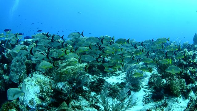 Grunts and snappers, caribbean sea