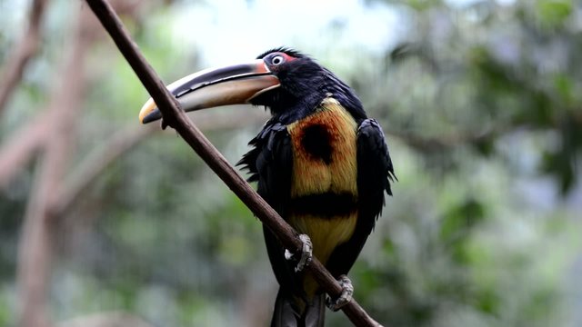 Crested Aracari - perched on the tree branch high def video