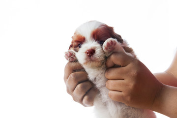 hand holding shih tzu puppy dog isolated whie background  use fo