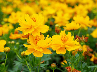 yellow flowers