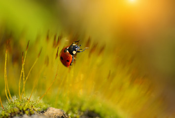 Ladybug in the moss forest