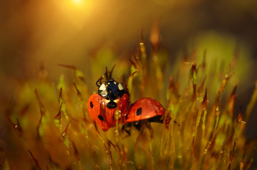 Ladybug in the moss forest in sunset