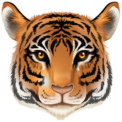 A head of a tiger