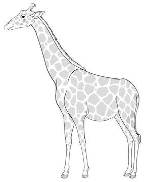 A sketch of a giraffe
