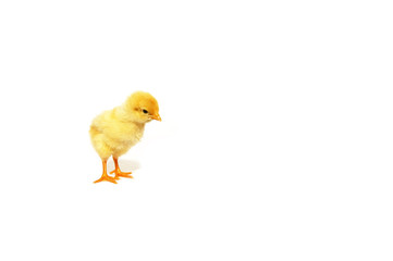 Kücken