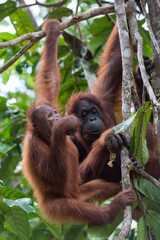 Orang utan