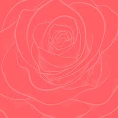 beautiful background with red rose close-up
