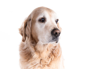 Golden Retriever dog on a white background