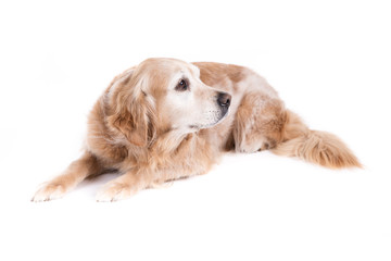 Golden Retriever dog on a white background