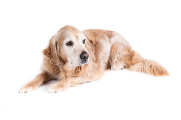 Golden Retriever dog on a white background