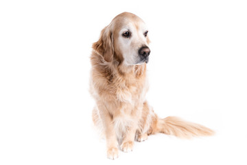 Golden Retriever dog on a white background