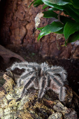 Große Vogelspinne