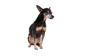 Miniature Pinscher on a white background