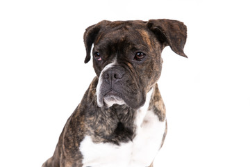 Boxer on a white background