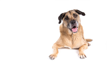 Mixed breed dog on a white background