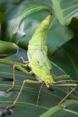 Gespensterschrecke mit Blatt