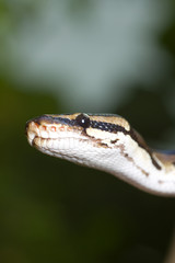 Kopf eines Königspythons