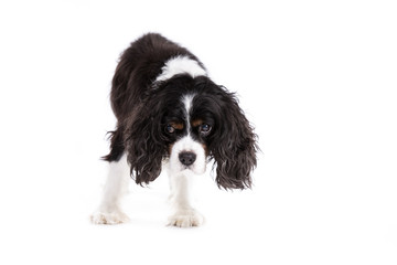 Cavalier King Charles Spaniel dog on a white background
