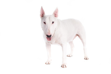 Bull terrier dog on a white background